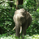 An elephant in the forest